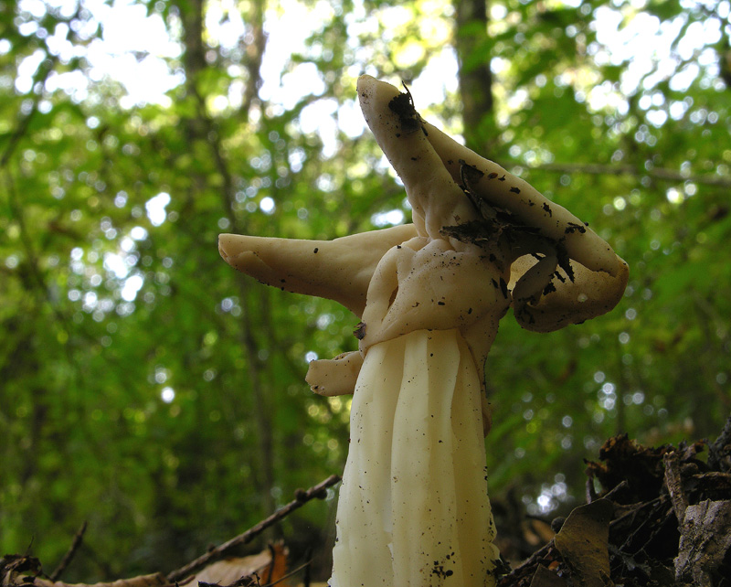 Funghi in primopiano...